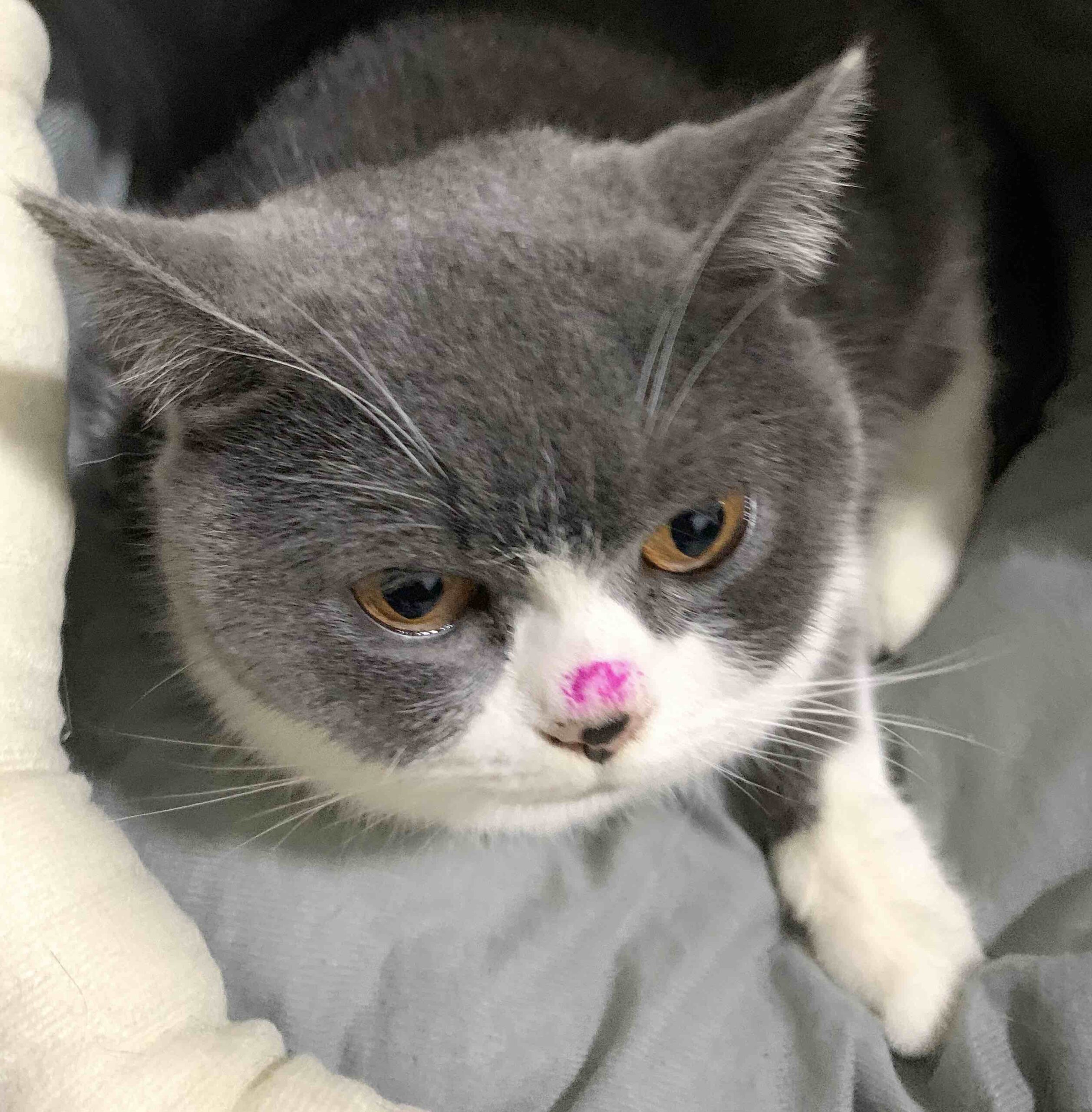 猫狗小孩，都不可爱-态王